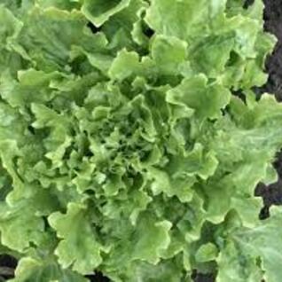 Sla - andijvie - BE-BIO-02