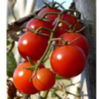 Tomaten klassiek