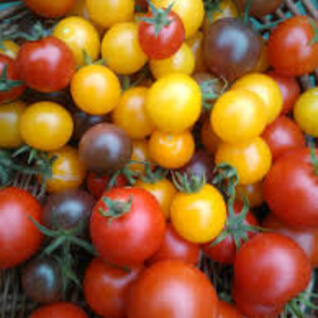Tomaten - kerstomaten