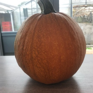 Pompoen - Jack o lantern
