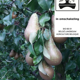 Peren (in omschakeling bio): conference