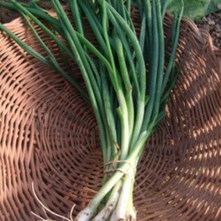 Pijpajuin - Lente-uitjes