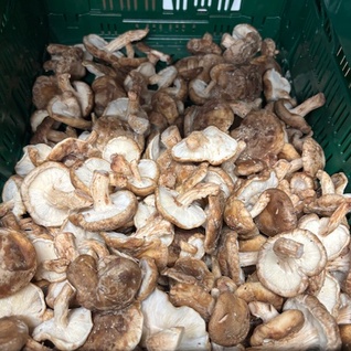 Champignons - shiitake