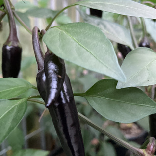 peper - jalapeño black
