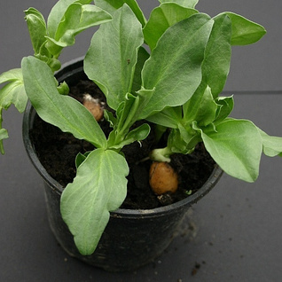 plant Tuinbonen