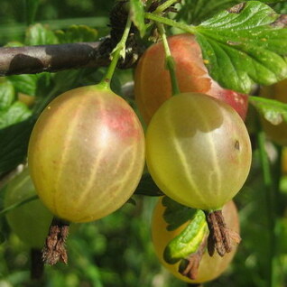 Stekelbessen BE BIO02