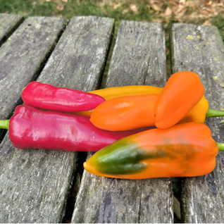 Rode & gele puntpaprika - Zoete paprika kleurmix