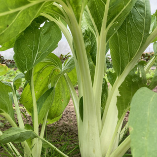 Paksoi