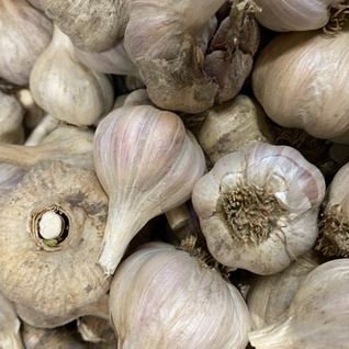 Knoflook - per bol - vers