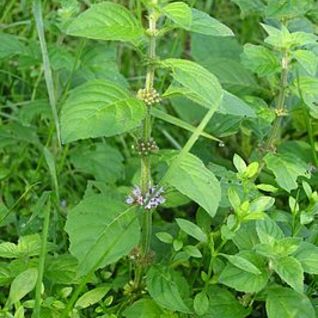 Munt - akkermunt bio