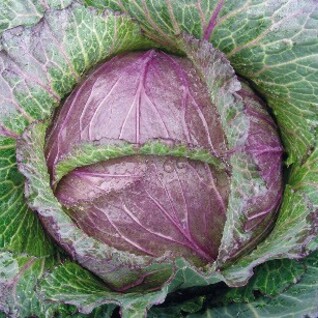 Rode savooikool - Pontoise