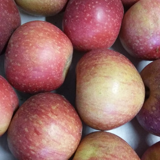 Appelen sterappel BE BIO02