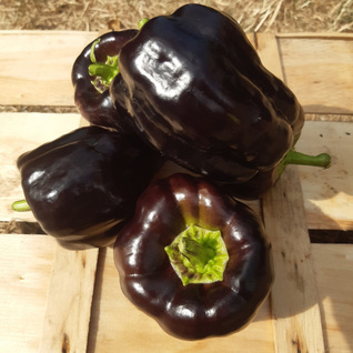 Paprika paars - blok