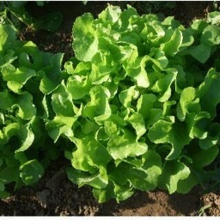 Eikenbladsla - Groen