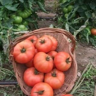 Tomaten