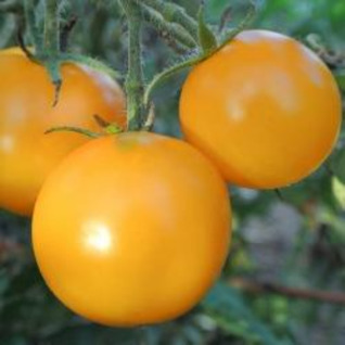 Tomaten - gele trostomaten