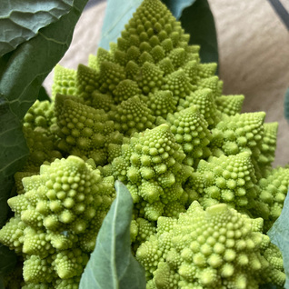 Romanesco