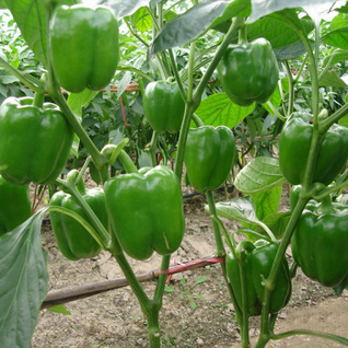 Paprika