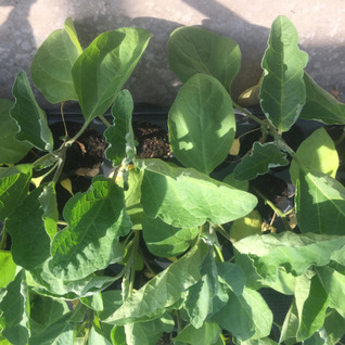 Aubergineplant