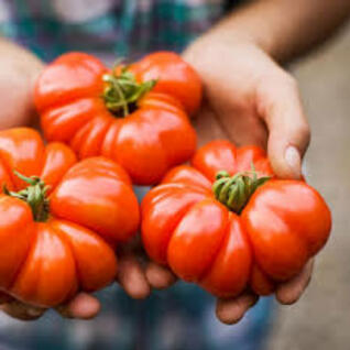 Tomaten - vleestomaten