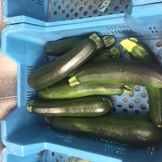 Courgettes bio
