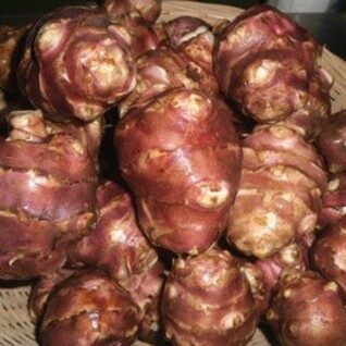 Aardpeer - knolzonnebloem of jeruzalemartisjok