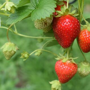 Bio Aardbeien klein - BE-BIO-02	