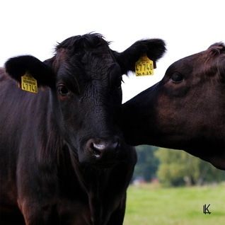 Pakket "Opdorpse Wagyu Proeverij"