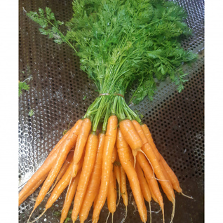 Wortelen Bussel - Nieuwe oogst