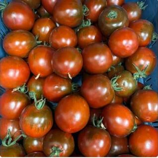 Tomaten - Black Prince