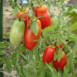 Tomaten - San Marzano