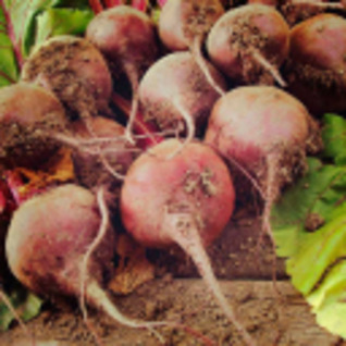 Rode bietjes