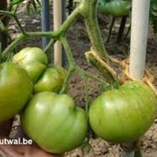 Groene tomaten - Groene onrijpe tomaten (confituur)