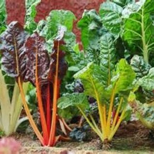 Warmoes / Snijbiet - Kleurmix