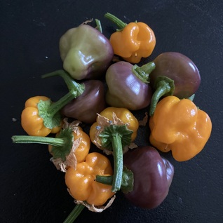 peper mix vurig