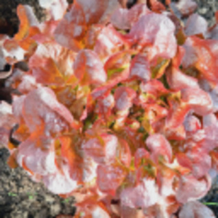 Rode eikenbladsla - klein