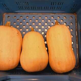 Butternut pompoen