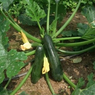 Courgette