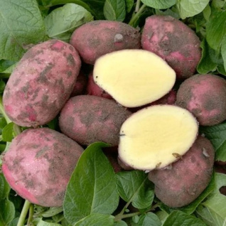 Aardappel rode Alouette - Vastkokend