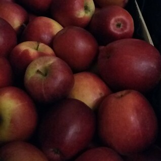 Appelen Gala BE BIO 02