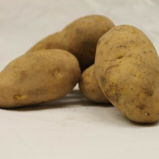 Aardappel Bloemig - Cammeo