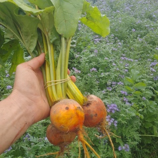 Bosbiet - bussel van gele bietjes