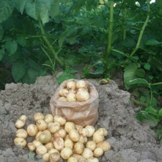 Aardappelen kriel - Kleintjes - Nieuwe oogst