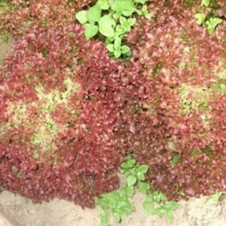 Rode krulsla - Salanova