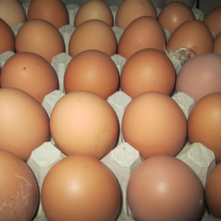 Oeufs - eieren