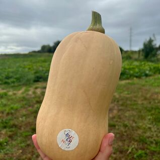 Butternut pompoen - gem. 1,70 kg