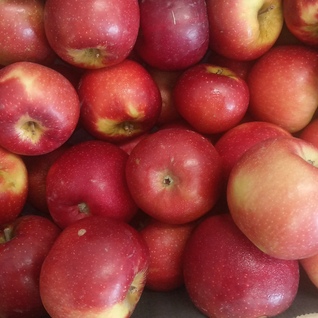 Appelen Freya