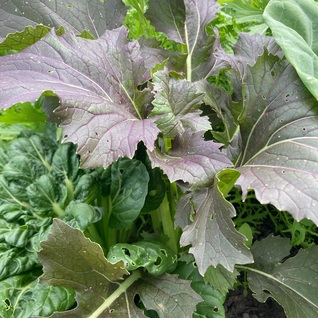 AZIATISCHE SLAMIX: Mizuna, Tatsoi en Mosterdspinazie