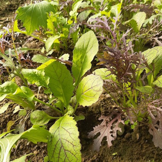 Mosterdmix - Rode mosterd, mizuna, Tatsoi...