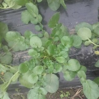 Barbarakers - winterkers